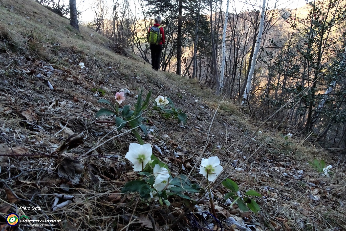 87 Fioriture di ellebori.JPG